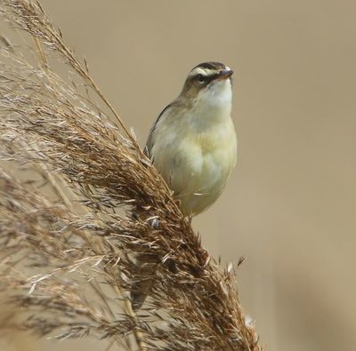 Rietzanger - Sedge Warbler