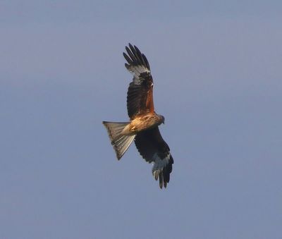 Rode Wouw - Red Kite