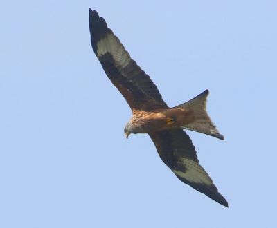 Rode Wouw - Red Kite