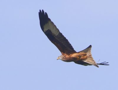 Rode Wouw - Red Kite