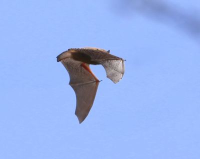 Rosse Vleermuis - Common Noctule