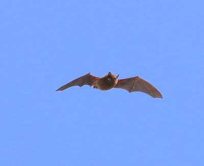 Rosse Vleermuis - Common Noctule