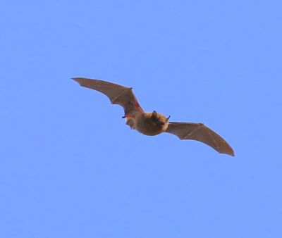 Rosse Vleermuis - Common Noctule