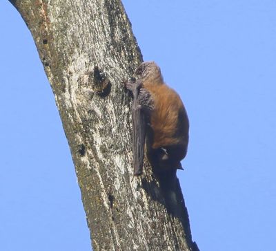 Rosse Vleermuis - Common Noctule