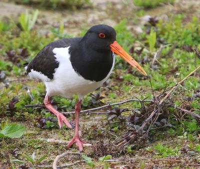 Scholekster - Eurasian Oystercatcher