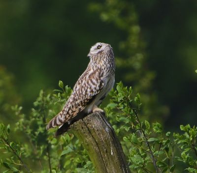 Velduil - Short-eared Owl