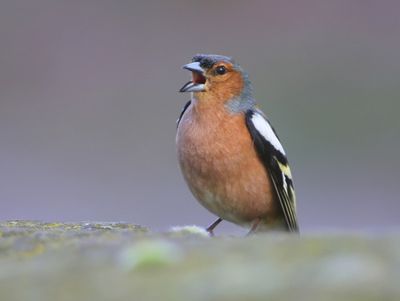 Vink - Common Chaffinch