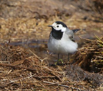 Witte Kwikstaart - White Wagtail