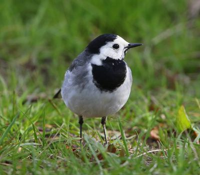 Witte Kwikstaart - White Wagtail