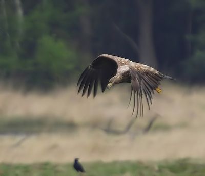 Zeearend - White-tailed Eagle