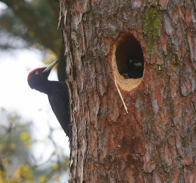 Zwarte Spechten - Black Woodpeckers