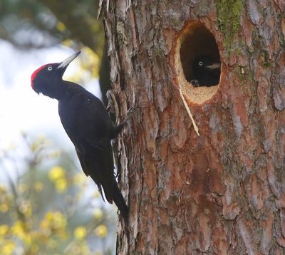 Zwarte Spechten - Black Woodpeckers