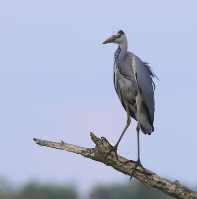 Blauwe Reiger - Grey Heron
