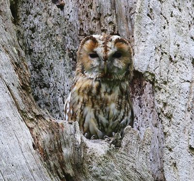 Bosuil - Tawny Owl