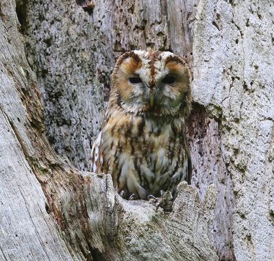 Bosuil - Tawny Owl