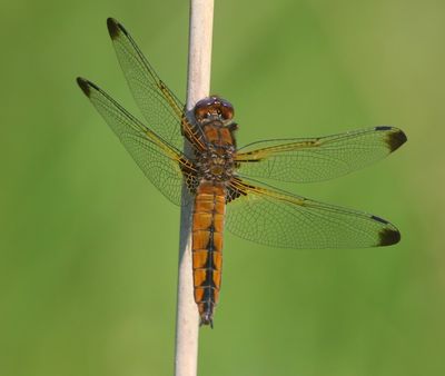 Bruine Korenbout - Scarce Chaser