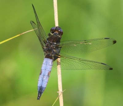 Bruine Korenbout - Scarce Chaser