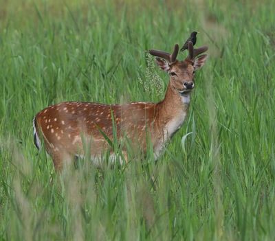 Damhert - Fallow Deer