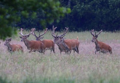 Edelherten - Red Deer