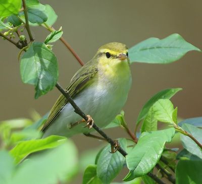 Fluiter - Wood Warbler