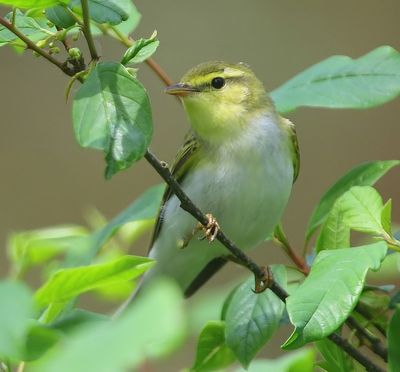 Fluiter - Wood Warbler