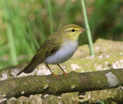 Fluiter - Wood Warbler