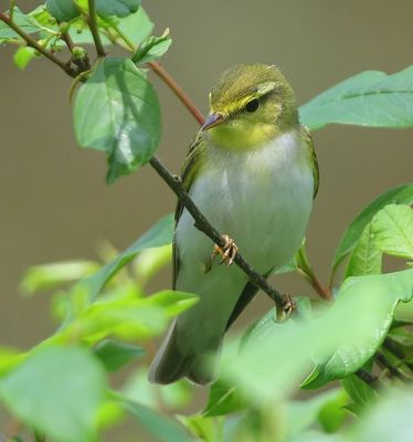 Fluiter - Wood Warbler