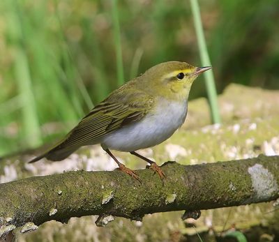 Fluiter - Wood Warbler