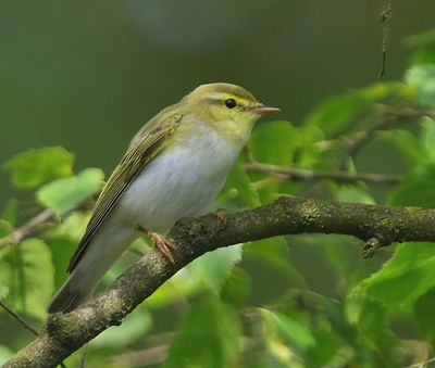 Fluiter - Wood Warbler