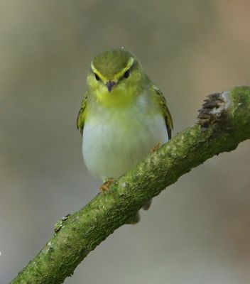 Fluiter - Wood Warbler