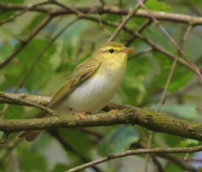 Fluiter - Wood Warbler