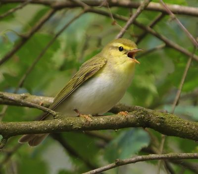 Fluiter - Wood Warbler