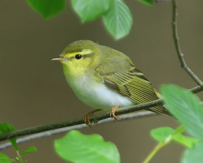 Fluiter - Wood Warbler