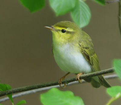Fluiter - Wood Warbler