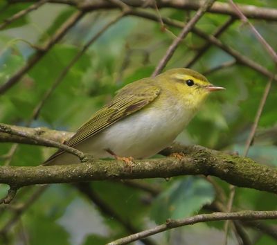 Fluiter - Wood Warbler