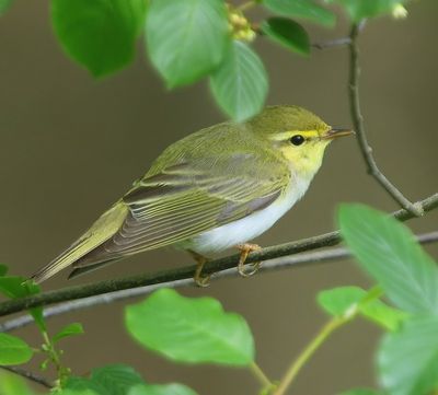 Fluiter - Wood Warbler