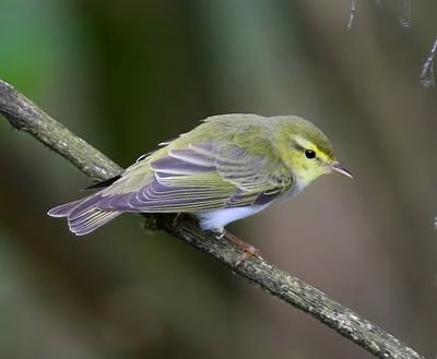 Fluiter - Wood Warbler