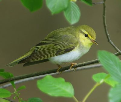 Fluiter - Wood Warbler