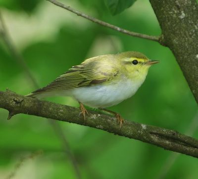 Fluiter - Wood Warbler