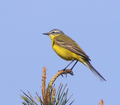 Gele Kwikstaart - Blue-headed Wagtail