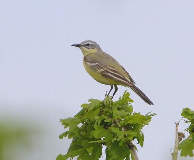 Gele Kwikstaart - Blue-headed Wagtail