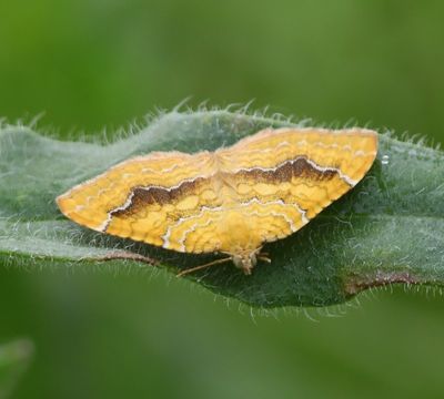 Gestreepte Goudspanner - Yellow Shell