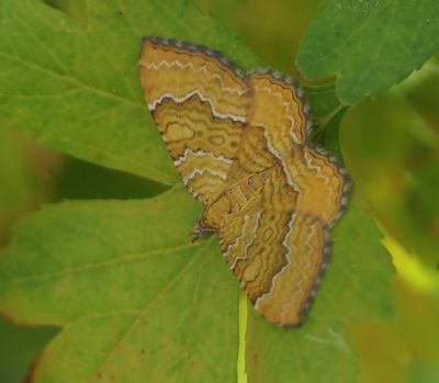 Gestreepte Goudspanner - Yellow Shell