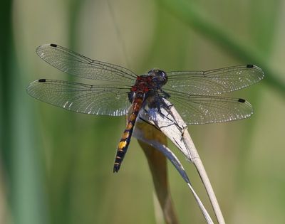 Gevlekte Witsnuitlibel - Large White-faced Darter