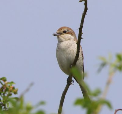 Grauwe Klauwier - Red-backed Shrike