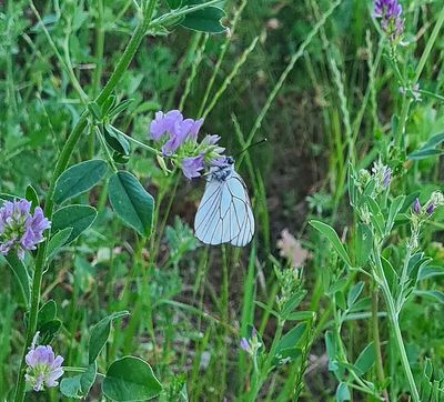 Groot Geaderd Witje - Black-veined White
