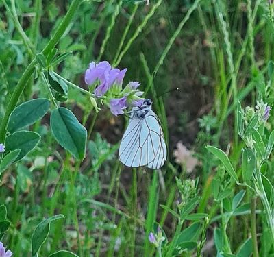 Groot Geaderd Witje - Black-veined White