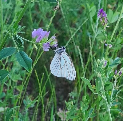 Groot Geaderd Witje - Black-veined White