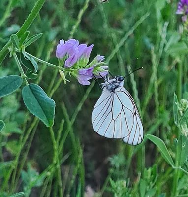 Groot Geaderd Witje - Black-veined White