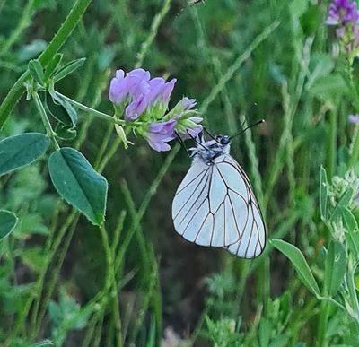 Groot Geaderd Witje - Black-veined White